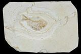 Cretaceous Fossil Fish - Morocco #104380-1